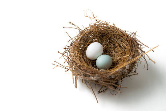 two eggs in bird nest