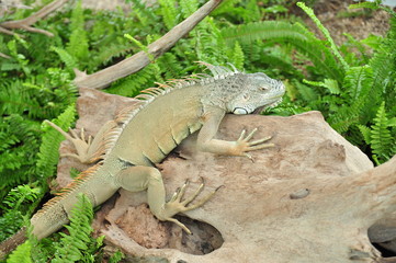 Big green iguanas on the old tree in a forest.