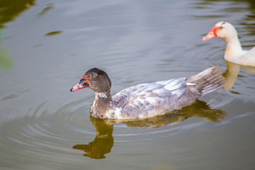 black duck and white duck are swimming in the water