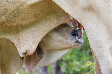 Closed up picture of Calf suckling milk from mother cow