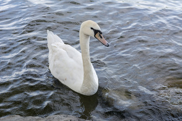 Obraz premium Weisser schwan schwimmt im Wasser im See 