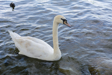 Schwan im Wasser 