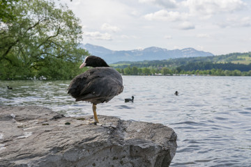Blässhuhn auf dem stein am see 