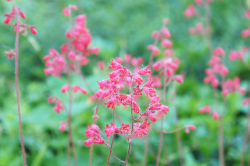 Heuchera brizoides red flowers with green background