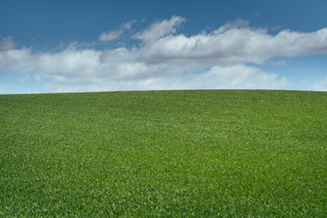 Grass field at Biei , Hokkaido