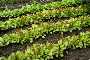 Rows of Lettuce Growing in a Garden
