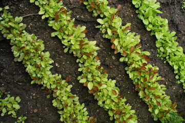 Rows of Lettuce Growing in a Garden