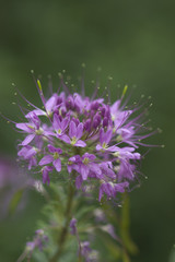 Rocky Mountain Bee Plant
