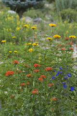 Rocky Mountain Garden