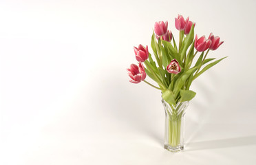 Pink Tulips