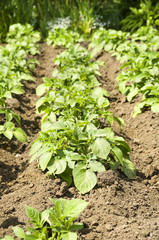 Potatoes ripening in the garden.  Healthy food with vitamins.   Fresh organic potato.