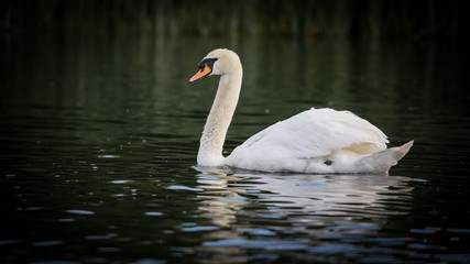 Fototapeta premium Mute Swan