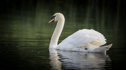 Mute Swan