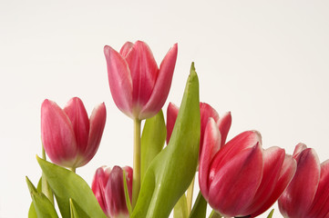 Pink Tulips