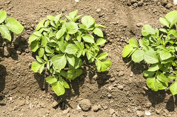 Potatoes ripening in the garden.  Healthy food with vitamins.   Fresh organic potato.