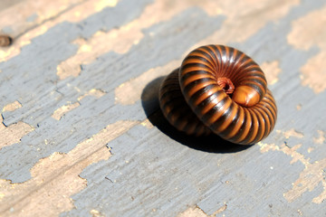 The millipede rolled