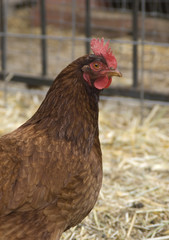 New Hampshire Red Hen Chicken