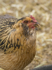 Speckled Hen Chicken