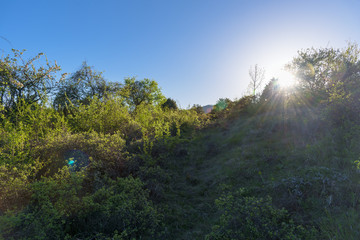 Fototapeta na wymiar sunset in green forest
