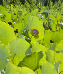 Lotus Flower in a Sea of Lily Pads