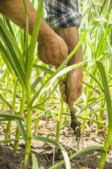 The farmer pulls ripe garlic. Healthy food with vitamins. Fresh and organic food.