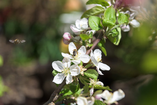 bees at cherry blossoms flower closeup