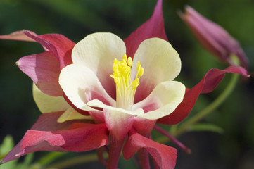 Fototapeta premium Single Red Columbine, Aquilegia cardinal