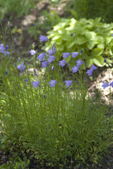 Mountain Harebells, Campanula rotundifolia
