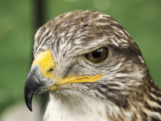 Eagle falconry exhibition