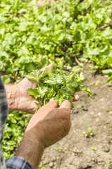 Fototapeta na wymiar The farmer holding the cilantro. Fresh and organic food. Greens. Healthy food with vitamins.