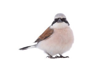 Red-backed Shrike (Lanius collurio)