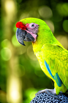 green ara parrot outdoor