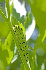 Black Swallowtail Caterpillar, Papilio Polyxenes