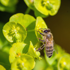 little bee sit on green flower