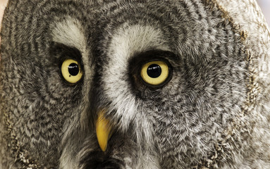 Owl on display