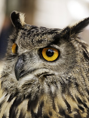 Fototapeta premium Sowa na wyświetlaczu