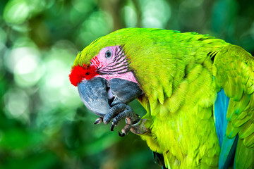 green ara parrot outdoor