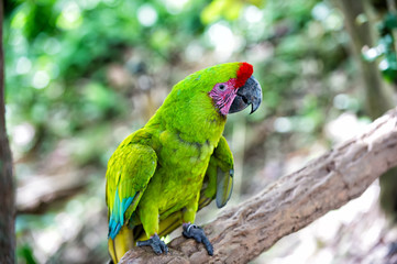 green ara parrot outdoor © be free