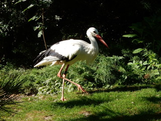 Storch