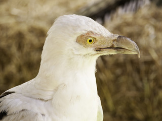 Eagle falconry exhibition
