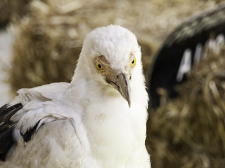 Eagle falconry exhibition