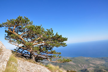 lonely pine tree on a rock on a background of blue sky