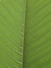 fresh green leaf from Plumeria tree