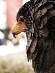 Eagle falconry exhibition