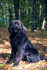 wonderful portrait of Newfoundland dog in the forest