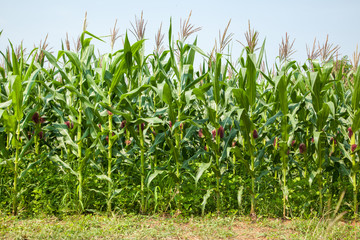 Fototapeta premium corn farm