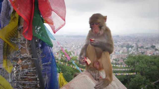 Funny monkey eating and thinking