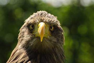 White-tailed eagle, eagle sea