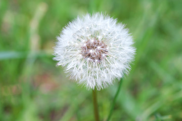 spring dandelion close-up