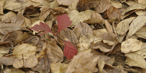 Autumn, fallen leaves.